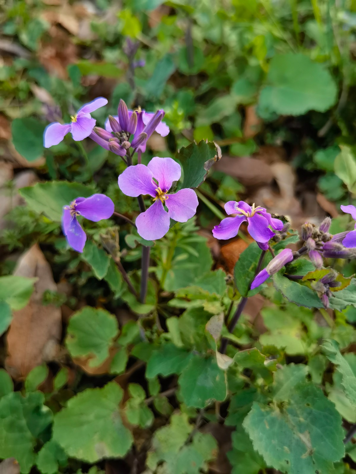 诸葛菜