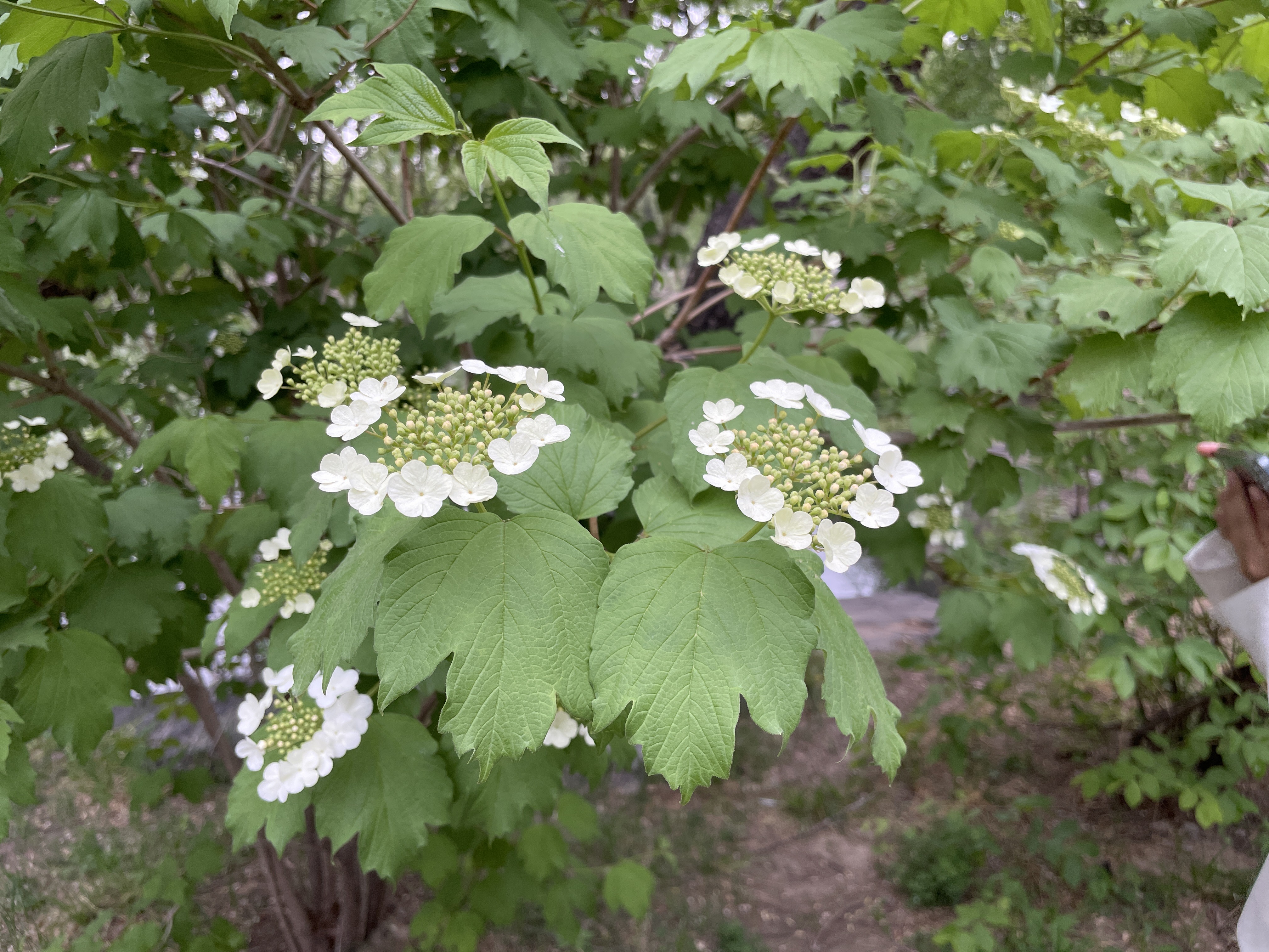 欧洲荚蒾