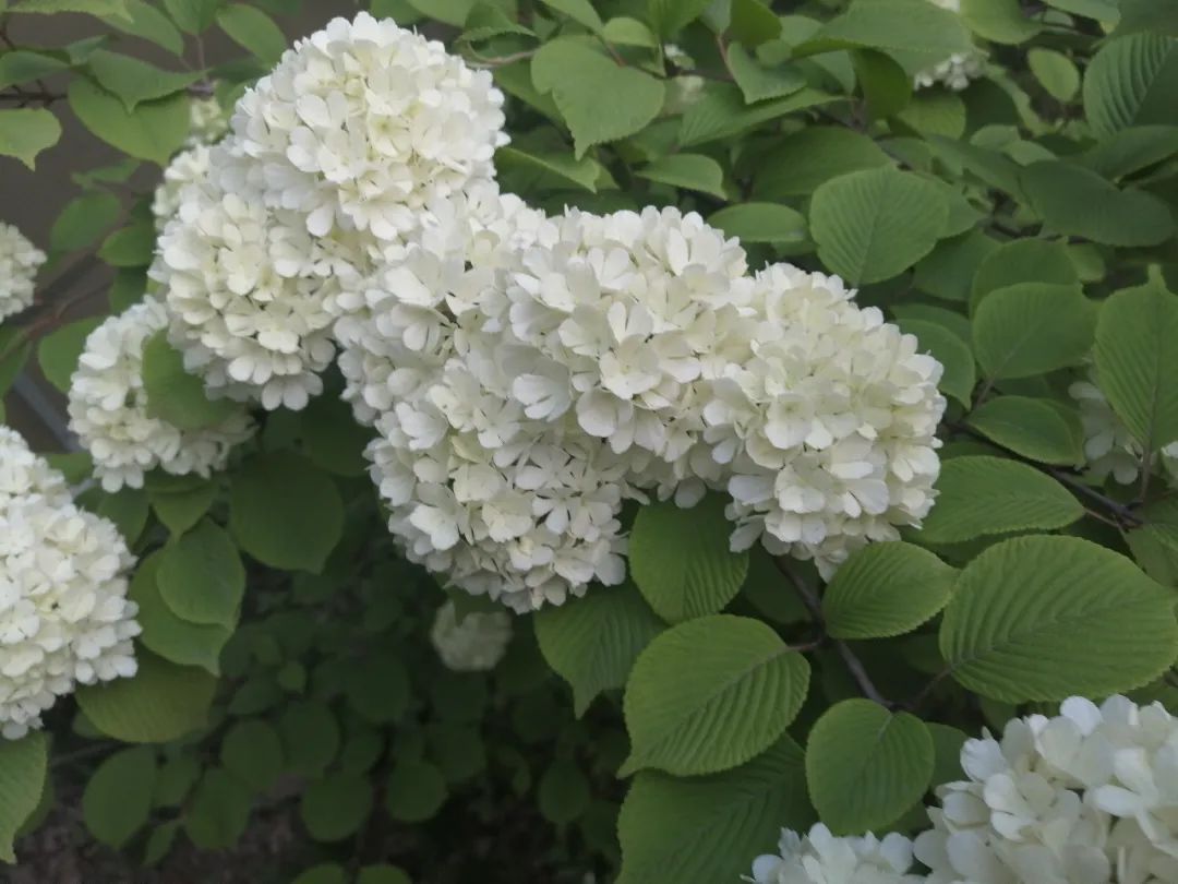 粉团荚蒾