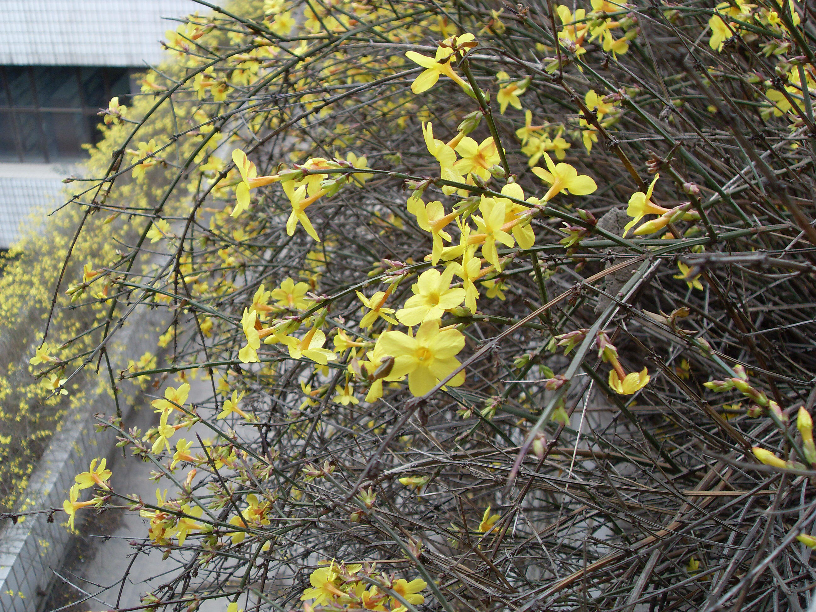 迎春花