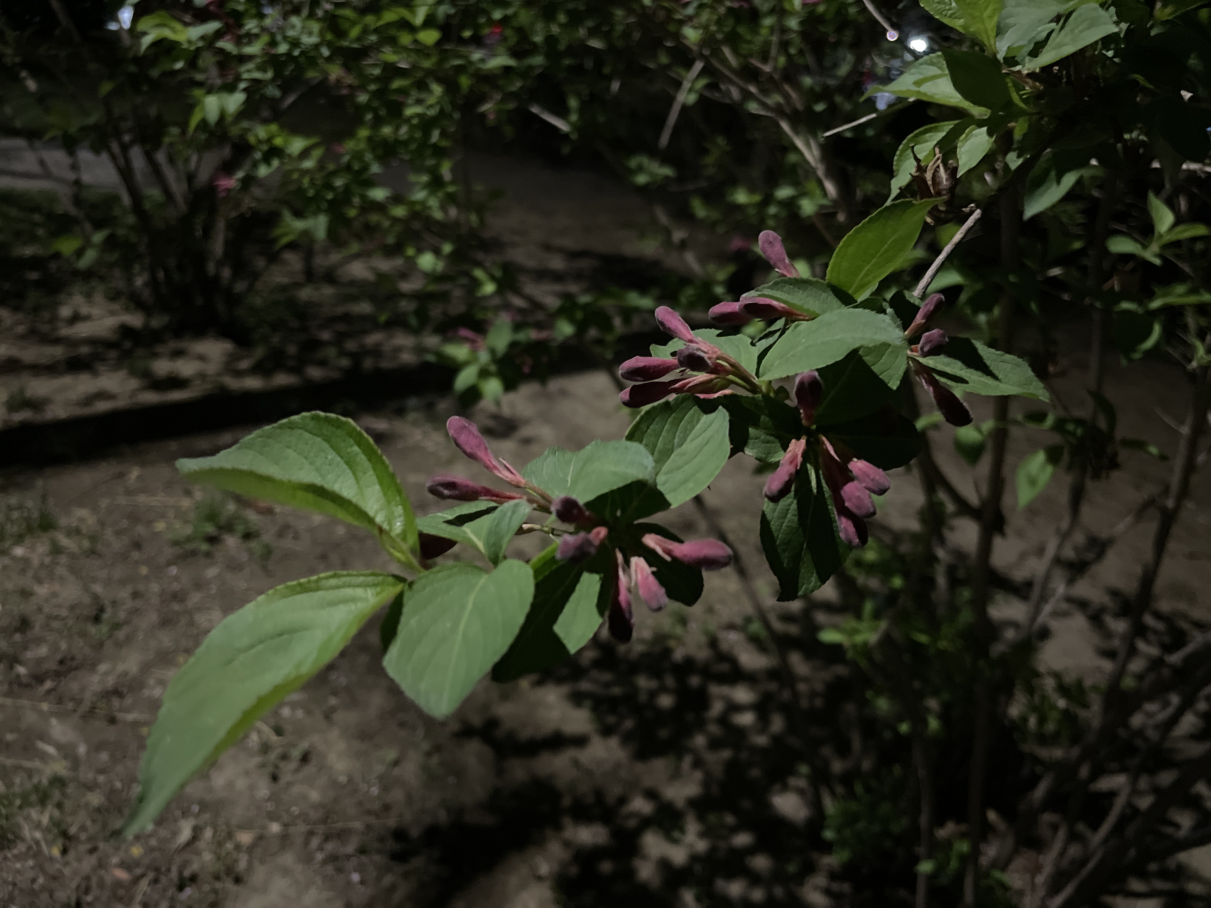 锦带花