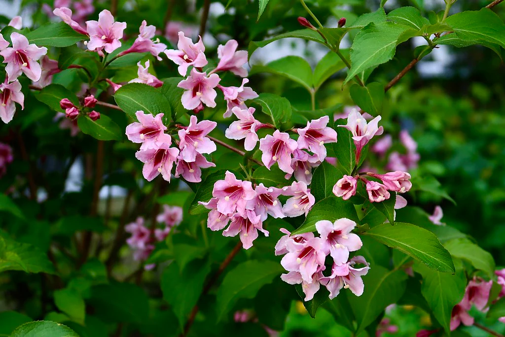 锦带花